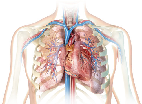 Lungs And Heart Images – Browse 57,315 Stock Photos, Vectors, and Video |  Adobe Stock