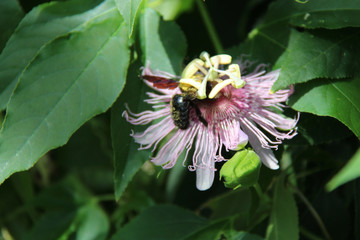 Bug in a park (France)