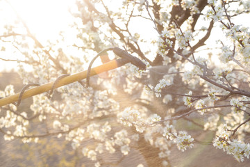 Disease and insect management in the fruit orchard. Fruit tree care.