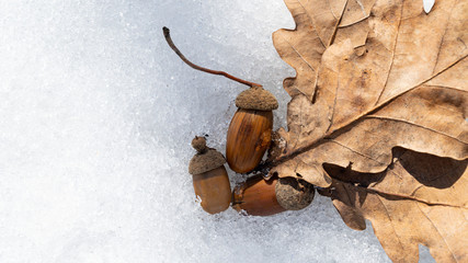 acorns and old oak leaves on white snow in early spring place for inscription