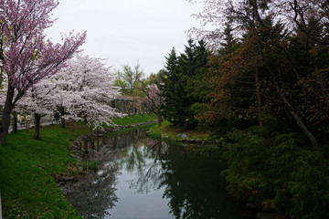 Fototapeta na wymiar 札幌中島公園の桜