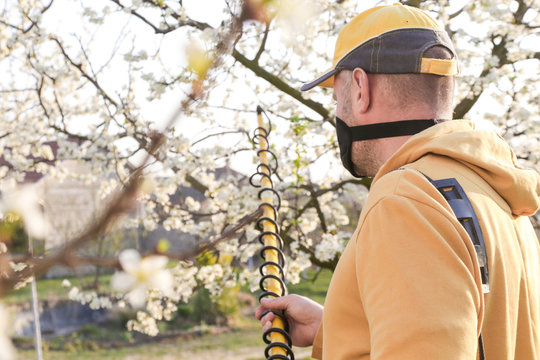  Agricultural Worker Spraying Pesticide On Fruit Trees. Disease And Insect Management In The Fruit Orchard. Fruit Tree Care.