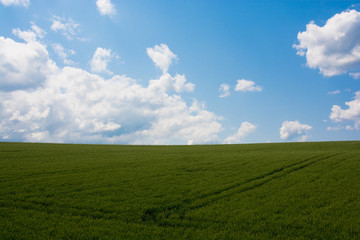 Fototapeta na wymiar 緑のムギ畑と青空