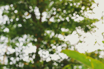 image blur green nature background