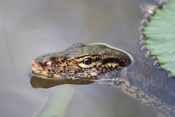 Lizard staring competition