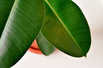 Rubber plant (elastic)