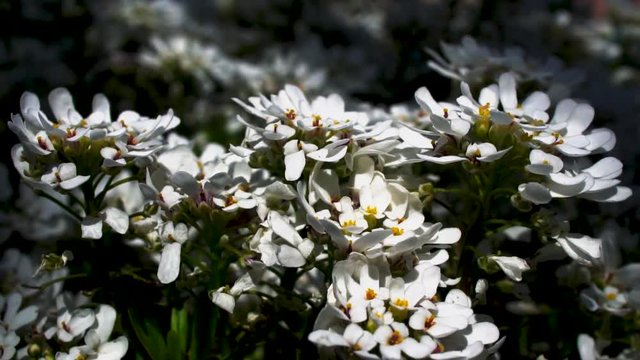 White evergreen candytuft flowers in clusters, Close Up Macro Shot