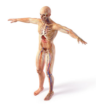 Man total anatomy systems diagram with ghost effect.