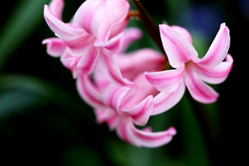 Fototapeta premium Blühende Hyazinthen an Ostern im Frühling