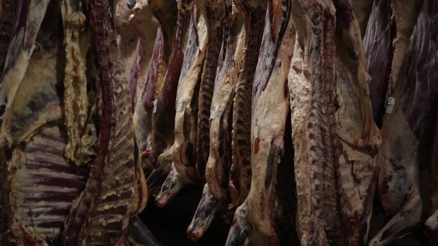 Slaughter House Hanging Beef In Freezer