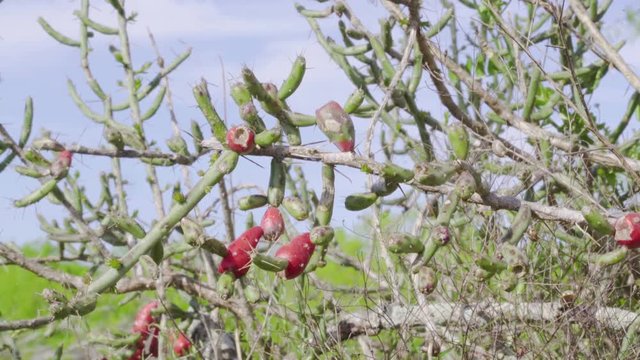 Desert Christmas Cactus fruit close up, edible flowering cactus in Texas 4k