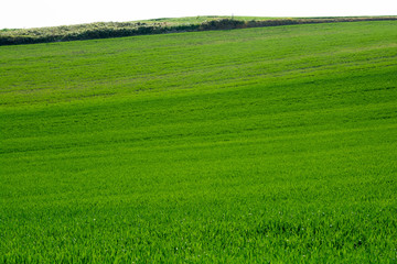 初夏の緑のムギ畑