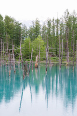 初夏の青い池　美瑛町