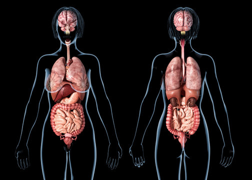 Woman anatomy internal organs, rear and front views.