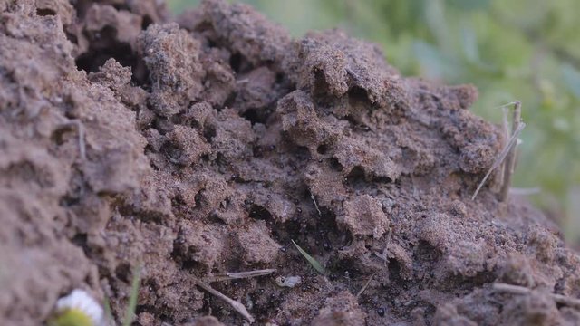 Red Fire Ant Colony, Workers building mound and moving eggs and larvae 4k