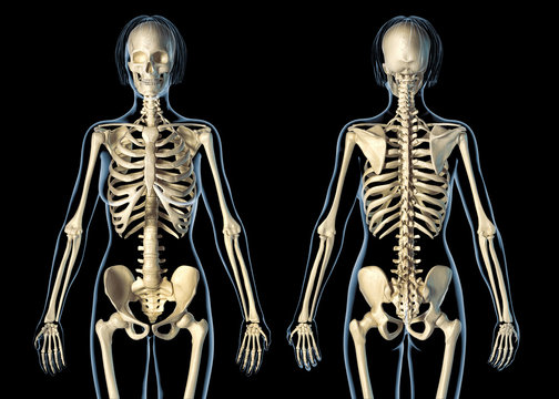 Woman skeletal system front and rear views.