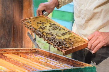 The beekeeper holding a honeycomb with bees. Beekeeper inspecting honeycomb frame at apiary at the summer day. Man working in apiary. Apiculture. Beekeeping concept. bees in the hive