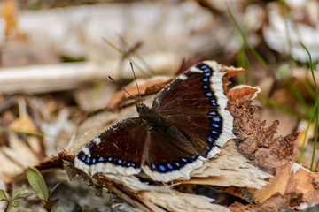 Obraz premium Close up of a mourning cloak butterfly