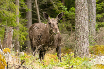 Large female moose grazing in a forest