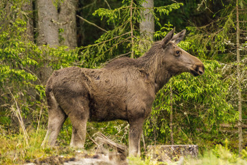 Large female moose standing in a forest