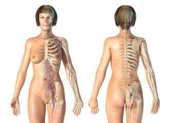 Woman anatomy cardiovascular system with skeleton, rear and front views. - obrazy, fototapety, plakaty