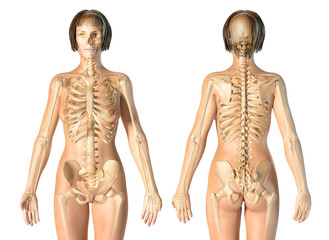 Woman skeletal system front and rear views.