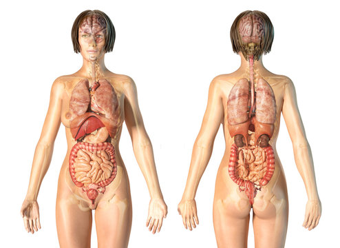 Woman anatomy internal organs, rear and front views.