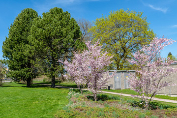 Trees blooming in pink and green in springtime