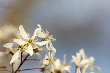 Blühende Amelanchier Felsenbirne an Ostern