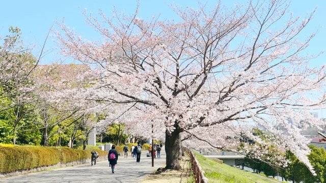 春　桜並木