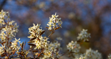 Blühende Amelanchier Felsenbirne an Ostern