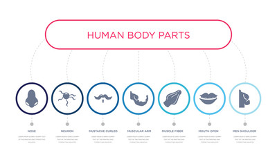 simple illustration set of 7 vector blue icons such as men shoulder, mouth open, muscle fiber, _icon4, mustache curled tip variant, neuron, nose. infographic design with 7 icons pack