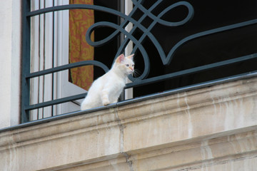 Obraz premium Cat (Nantes - France)