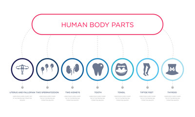 simple illustration set of 7 vector blue icons such as thyroid, tiptoe feet, tonsil, _icon4, two kidneys, two spermatozoon, uterus and fallopian tube. infographic design with 7 icons pack