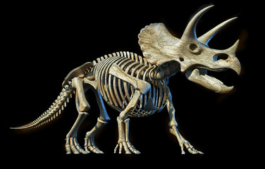 Triceratops skeleton 3d rendering on black background. © Pixelchaos