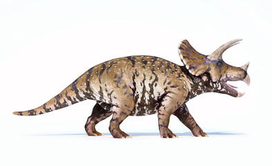 Naklejka premium Triceratops 3d rendering On white background