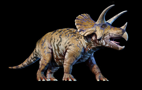 Triceratops 3d rendering On black background