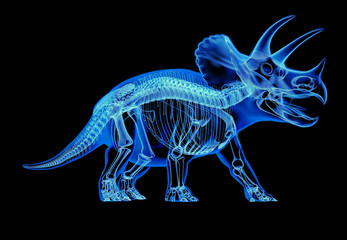 Triceratops skeleton x-ray  on black background.