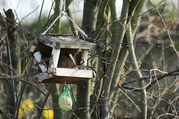Ratte in einem Vogelhaus