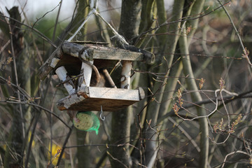 Ratte in einem Vogelhaus