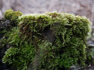 Green moss on stump tree in deep forest