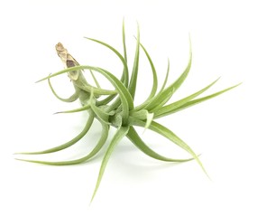 Bergeri on white bacground