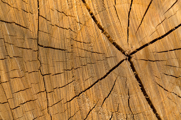 Fototapeta premium texture of cut tree trunk