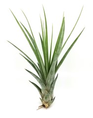 Air Plant on White Background