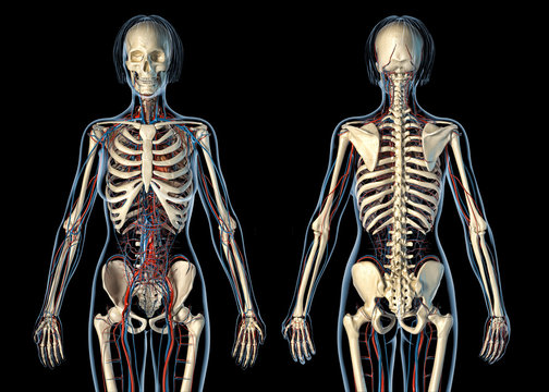 Woman anatomy cardiovascular system with skeleton, rear and front views.