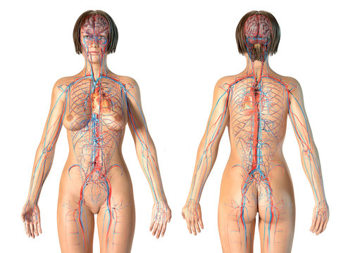 Woman anatomy cardiovascular system, rear and front views.