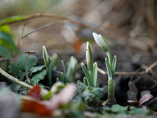 Snowdrop spring flowers. Snowdrop flower background texture. Floral pattern. Flowers wallpaper. Group of first spring snowdrops flowers in the forest. Close up shot. Copy space for text