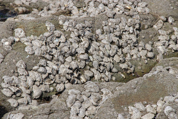 Shells on the beach (Brittany - France)