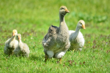 Kholmogory and Toulouse geese