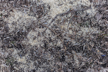 sawdust on the ground